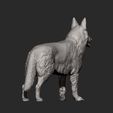 Swiss-white-shepherd11.jpg Swiss white shepherd 3D print model