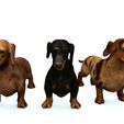 0.jpg DOG - DOWNLOAD Dachshund 3d model - Dog animated for blender-fbx-unity-maya-unreal-c4d-3ds max - 3D printing Dachshund DOG SAUSAGE - SAUSAGE PET CANINE WOLF