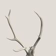 agancs2.jpg Antler of a deer 3D SCAN 3D print model