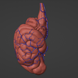2.png 3D Model of Canine Brain with Arteries