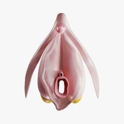 clitoris.jpg Archivo 3D Anatomía del clítoris - Clítoris en reposo・Modelo para descargar y imprimir en 3D