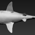04.jpg Great white shark