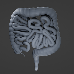 bit1.png STL file Human intestine・3D print design to download