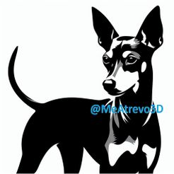 6.jpeg Pinscher nain #6