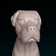 Arg-Boy-NE-009.jpg Argentino Dogo