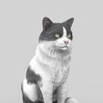 gato-34.jpg Realistic Mongrel Cat