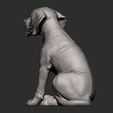 Fila-Brasileiro-puppy8.jpg Fila Brasileiro puppy 3D print model