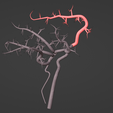 12.png 3D Model of Brain and Blood Supply - Circle of Willis
