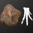Thescelo_phalanx_preview02.jpg Thescelosaurus toe bone