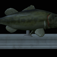 Bass-mouth-2-statue-4-7.png fish Largemouth Bass / Micropterus salmoides in motion open mouth statue detailed texture for 3d printing