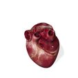 5.jpg HEART ANATOMY HEART EYE THORAX TRACHEA TONGUE PULMON LUNGS KIDNEYS LIVER DOWNLOAD 3D MODEL PRINTING THROAT