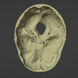 16.png 3D Model of Skull and Brain with Brain Stem