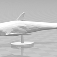 shark.png White Shark for Desktop