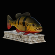 Peacock-Bass-statue-4-3-5.png FISH in motion Peacock bass (Cichla ocellaris) stone base for 3d printing