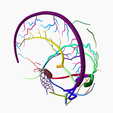 5.png DURAL VENOUS SINUS SEGMENTED MODEL