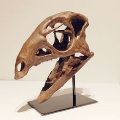 IMG_20200304_001820.jpg STL file Dryosaurus Altus - Dinosaur Skull・Model to download and 3D print