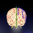 central-nervous-system-cortex-limbic-basal-ganglia-stem-cerebel-3d-model-blend.jpg Central nervous system cortex limbic basal ganglia stem cerebel 3D model