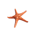 snapshot_p3d-(10).png Real starfish 3d scan