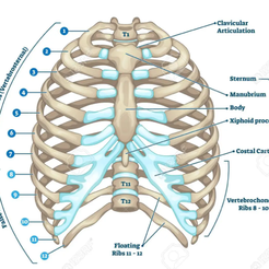Rib-cage-anatomy.png STL file Rib cage anatomy・3D printable model to download