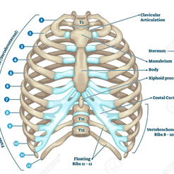 STL file Spine・3D printer model to download・Cults