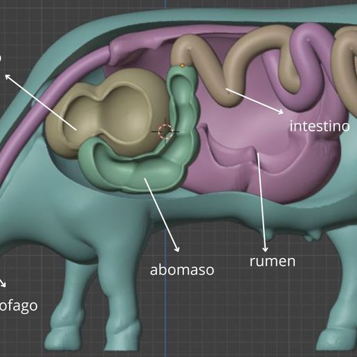 abomaso.jpg VERDAUUNGSSYSTEM DER KUH