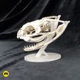 Snake_Head_3Demon-25.jpg Gaboon Viper Snake Skull