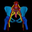 1.jpg 3D Model of Pelvis with Neurovascular Supply