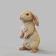 Bunny-Standing.1650.jpg Bunny Rabbit Standing Pose- TOOLS ,GARDENING Series