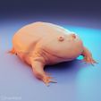 its-wednesday-frog.jpg Wednesday frog (Lepidobatrachus laevis)
