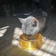 IMG_4595.jpeg Cat Bowl