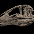 2.png 3D-печатная модель черепа кархародонтозавра