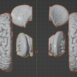 35.PNG.959228d9bad5eccf8a03712002cae4ca.png 3D Model of Human Brain