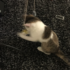 Capture d’écran 2018-01-02 à 15.19.56.png Free STL file Cat Toy・3D printer design to download