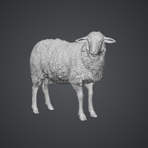 Roman Sheep - Rome