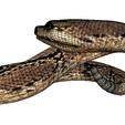 7.png Rattle Snake
