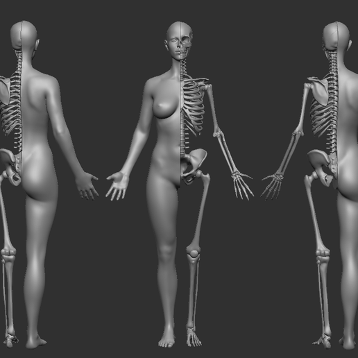 2018AW■新品■Supreme■Female Anatomy Model s-l400.jpg