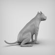 00.7.jpg American Pitbull Pose 02