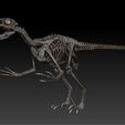 velociraptor-skeleton-full-3d-raptor-dinosaur-bones-3d-model-1b04805482.jpg Velociraptor Skeleton - Full 3D Raptor dinosaur bones
