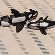 1000204714.jpg Orca whale