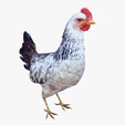 portada-uu.png CHICKEN CHICKEN - DOWNLOAD CHICKEN 3d Model - animated for Blender-Fbx-Unity-Maya-Unreal-C4d-3ds Max - 3D Printing HEN hen, chicken, fowl, coward, sissy, funk- BIRD - POKÉMON - GARDEN