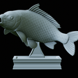 Carp-trophy-statue-37.png fish carp / Cyprinus carpio in motion trophy statue detailed texture for 3d printing
