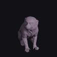 Pygmy-20Marmoset_0016.jpg Sitting Pygmy Marmoset Figurine