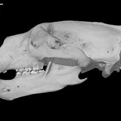 specimen.jpg Download free STL file Ursus maritimus, Polar Bear skull • 3D printer object, MadScientist3D