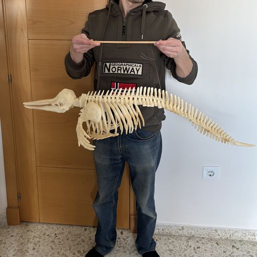 image0-8.jpeg Dolphin skeleton (part 1/2 - skull)