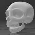 Craneo-4.jpg Cranium