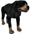 0000.jpg DOG DOG - DOWNLOAD Rottweiler 3d model - animated CANINE PET GUARDIAN WOLF HOUSE HOME GARDEN POLICE - 3D printing DOG DOG DOG