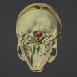 5.png 3D Model of Skull and Brain with Brain Stem