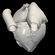 1.png 3D Model of Heart (apical 3 chamber plane)