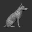 Australian-Cattle-Dog-sitting12.jpg Australian Cattle Dog Sitting Pose STL 3D print model