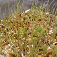 IMG-20200525-WA0027.jpg GERMINATORS, SEED SPROUTS, GERM, GERM, LENTILS, HEALTHY, NATURAL, GERMOIR, SPROUTING, SPROUTS, PIPES, GERMINATED, ORCHARD, GARDEN, SOYBEAN, CHIA, ALFALFA, GERMINATORS, SEED SPROUTS, GERM, GERMOIR, SPROUT, PIPES, GERMINATED, ORCHARD, GARDEN, SOYBEAN, CHIA, ALFALFA